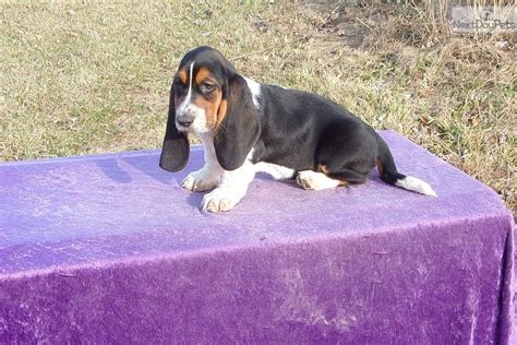 They are registered under the american pet registry. Annie: Basset Hound puppy for sale near Kansas City, Missouri | 528e371f-8061 | Basset hound for ...