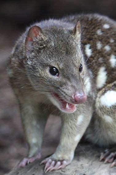 67 Tasmanian Native Cat Ideas Quoll Marsupial Van Diemens Land