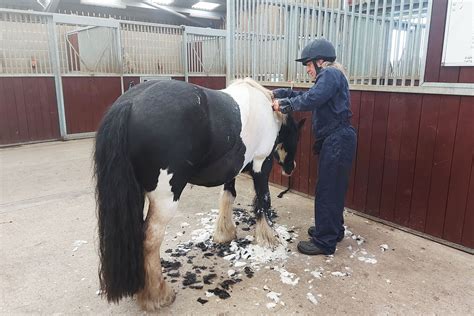 Clipping To Help Overweight Horses And Ponies Lose Weight World Horse