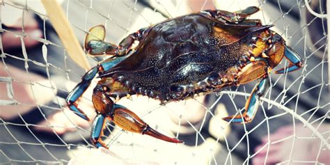 Come Fishing For Blue Crab On Cape Cod Oregon Girl Around The World