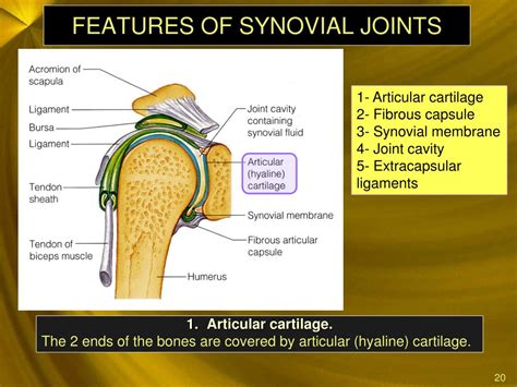 Features Of A Synovial Joint