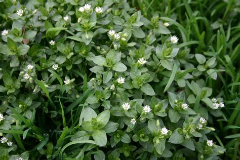 White Flower Weeds In Yard Laptrinhx News
