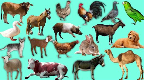 57 Farm Animals Wallpapers On Wallpaperplay