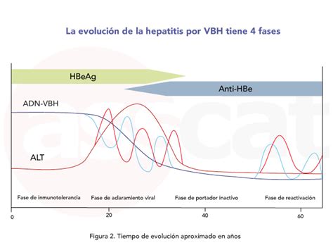 Evolución Natural De La Infección Por El Virus De La Hepatitis B Vhb
