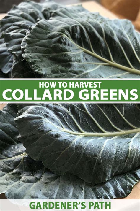 How To Harvest Collard Greens Gardeners Path