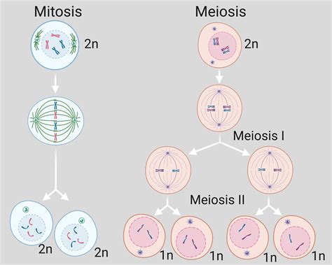 Detail Gambar Pembelahan Meiosis Dan Mitosis Koleksi - vrogue.co