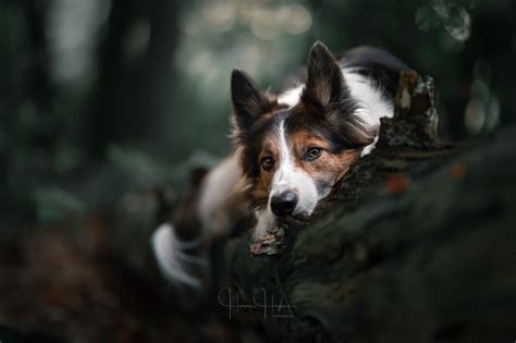 Art Of Dog Photography Guides And Courses For Dog Photographers