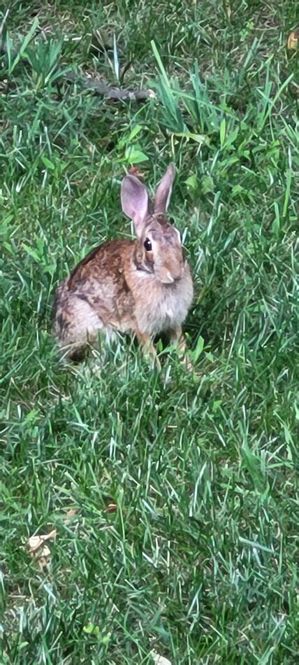 Backyard Bunny Buddy A Friendly Visitor