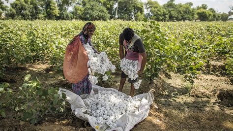 Cotton Farmers Stare At Over Rs 4700 Cr Loss This Season Lockdown And
