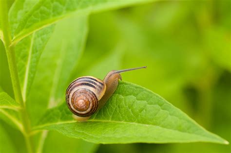 Snail Leaf Gastropod Free Photo On Pixabay