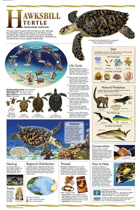 Sea Turtle Posters Infographics Rolling Harbour Abaco