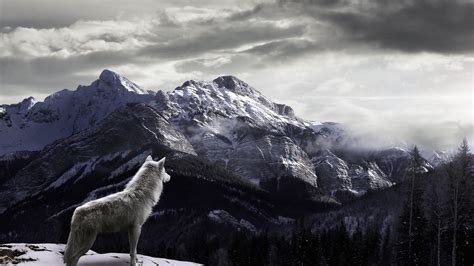 Grey Wolf Wallpaper 64 Pictures