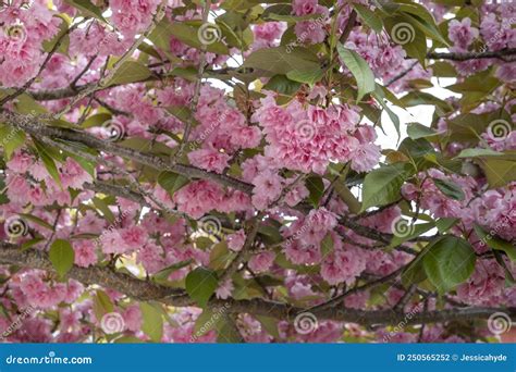 Pink Cherry Blossoms Prunus Serrulata Stock Photo Image Of Concept Blossoms