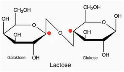 Structure Of Lactose