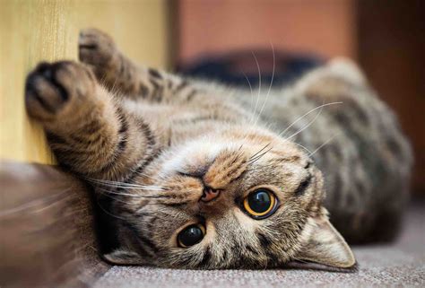 Here Are The Cutest Cat Videos To Get You Through Quarantine Film Daily