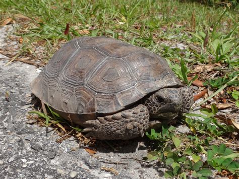 8 Fantastic Florida Creatures And Where To Find Them Florida State Parks