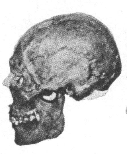 2500 Year Old Nordic Skulls Discovered At Mounds State Park At Anderson
