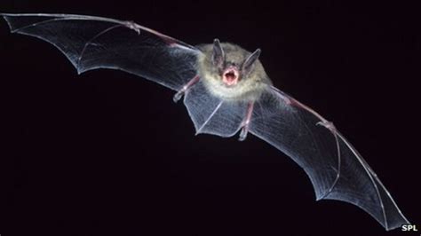 New Coronavirus May Be Bat Bug Bbc News