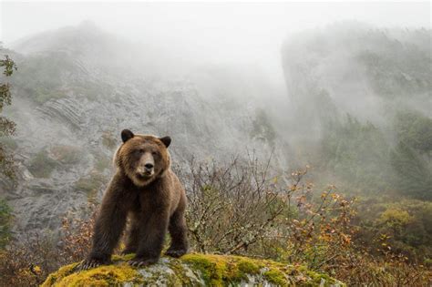 Great Bear Rainforest In Photos Pacific Wild