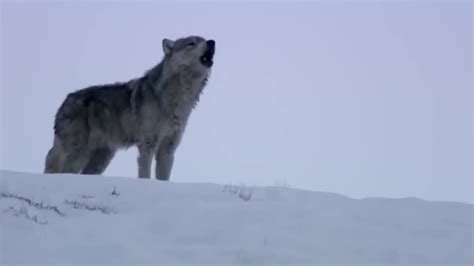 Wolves Unable To Separate After Sex Animal Attraction Bbc Youtube