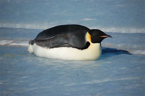 An Emperor Penguin Laying Down To Sleep Lol Penguins Silly Animals