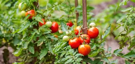 Comment Bien Tuteurer Les Tomates