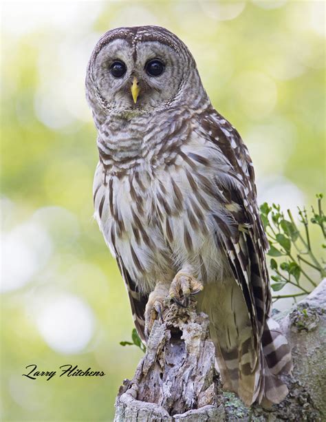 Maryland Barred Owl On Stump