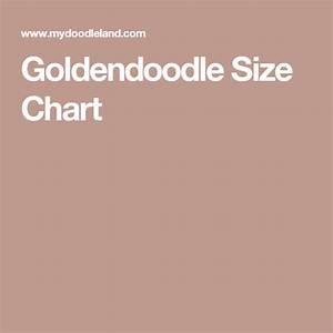 Goldendoodle Size Chart Mini Goldendoodle Goldendoodle Size Chart