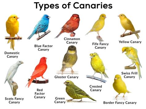13 Types Of Canary Birds You Should Recognize Pet Care Stores