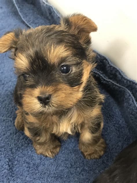 They crave for constant love and attention from you and your family members. Yorkshire Terrier Puppies For Sale | Naples, FL #315451