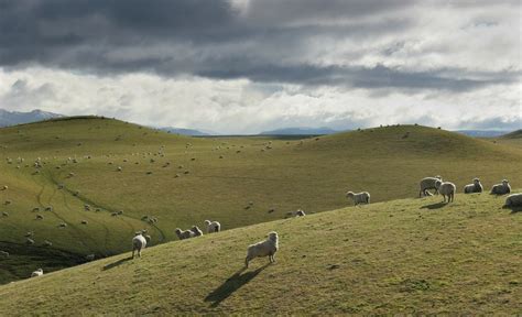 Sheep Pastures In Central North Island Wildernesscapes Photography