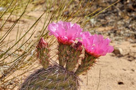 Pink Cactus Flower In The Wild Stock Image Image Of Seasonal Flower