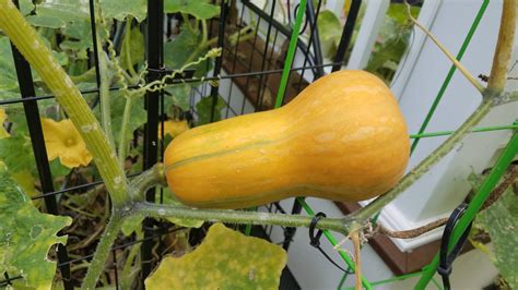 One Very Yellow Butternut Squash Will This Be Ok To Eat Rhomestead
