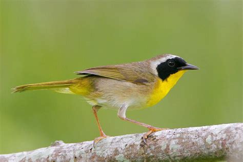 Common Yellowthroat Id Facts Diet Habit And More Birdzilla