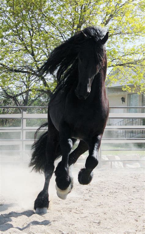 Friesians Are A Truly Magical Pretty Horses Beautiful Horses