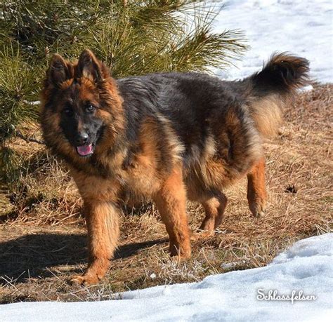 Long Haired German Shepherd Puppies For Sale Nebraska Top Dog Information