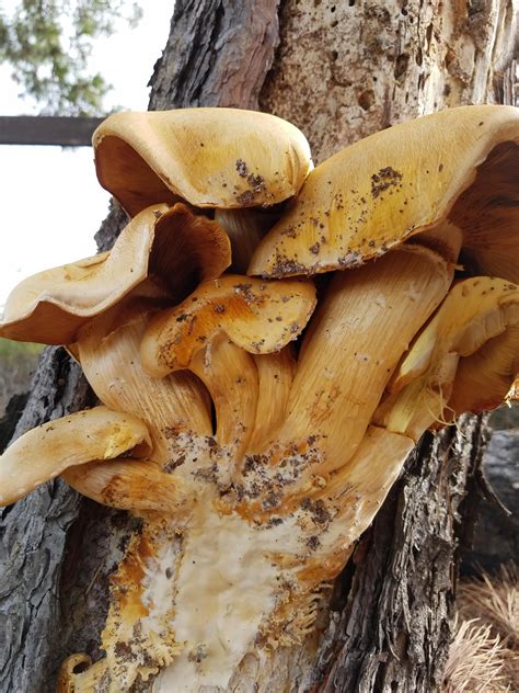 Mushrooms That Grow On Trees In Wisconsin Doing A Wonderful Forum