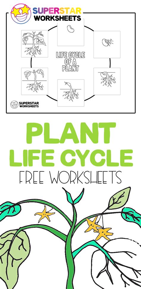Plant Life Cycle For Kindergarten Worksheets