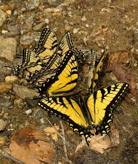 Eastern Tiger Swallowtail Swallowtail Beautiful Butterflies Damselfly