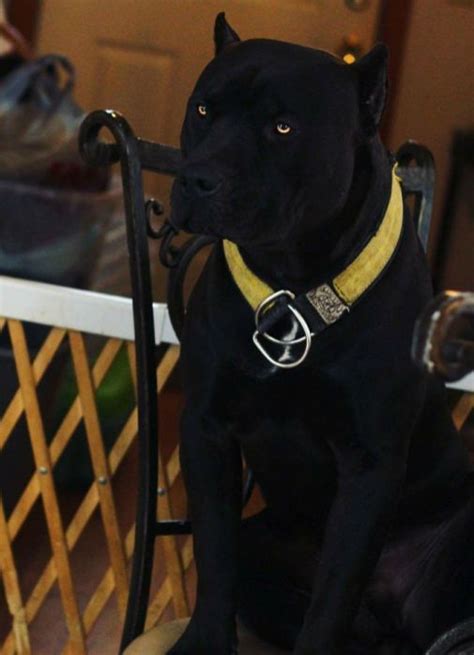Black Pitbull 15 Pitbull Terrier Dogs Dog Breeds