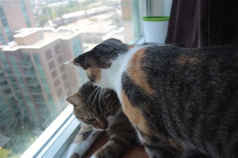 Keep reading to see why aggression is sometimes expressed through social grooming. Why Do Cats Lick & Groom Each Other? Does It Mean They ...