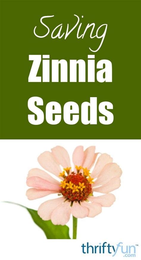 Saving Zinnia Seeds Zinnias Seeds Saving
