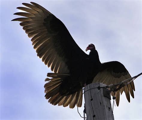 In Praise Of Turkey Vultures Natures Cleaning Service