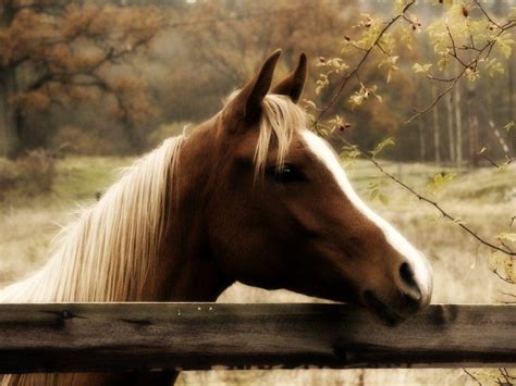 Horse Pics For Backgrounds Wallpaper Cave