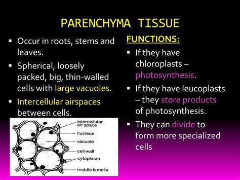 Ppt Plant Cells Tissues And Organs Powerpoint