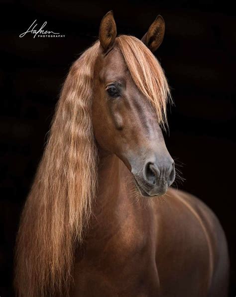 Head Portrait Of A Lovely Chestnut Horse With Flaxen Mane And Sweet