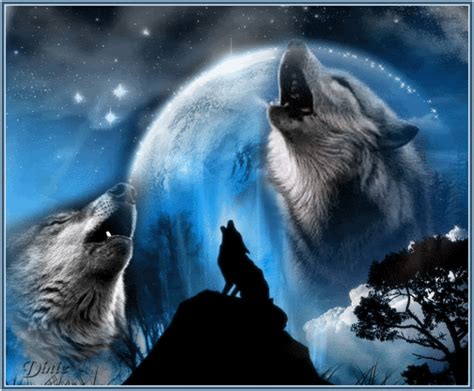 Wolf Graphics Code Wolf Comments And Pictures Wolf Pictures Wolf