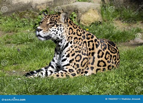 Jaguar Panthera Onca Resting In A Typical Position Stock Image Image