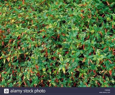 Maybe you would like to learn more about one of these? Cuphea Stock Photos & Cuphea Stock Images - Alamy