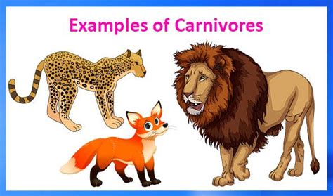 Carnivorous Animals Clipart